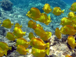 snorkeling-yellow-tangs-1024x768