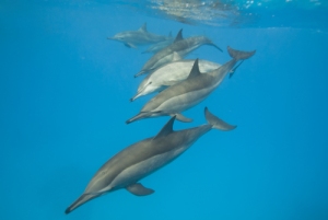 swimming-with-wild-dolphins